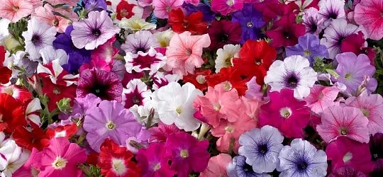 Петуния Селебрети F1 1000 дражированных семян смесь, Benary flowers