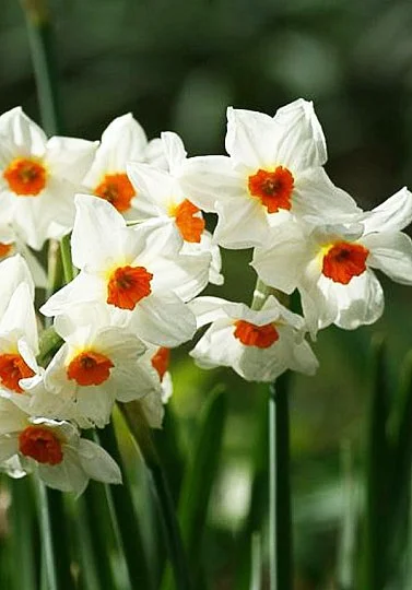 Нарцисс Geranium 2шт многоцветковый De Ree (10320) - Фото 2