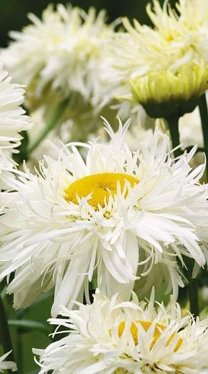 Ромашка махровая Крейзи Дейзи 1000 семян белая, Benary flowers