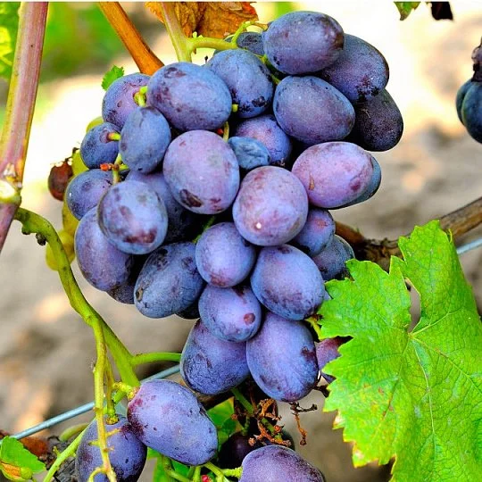 Саженцы винограда Пегас