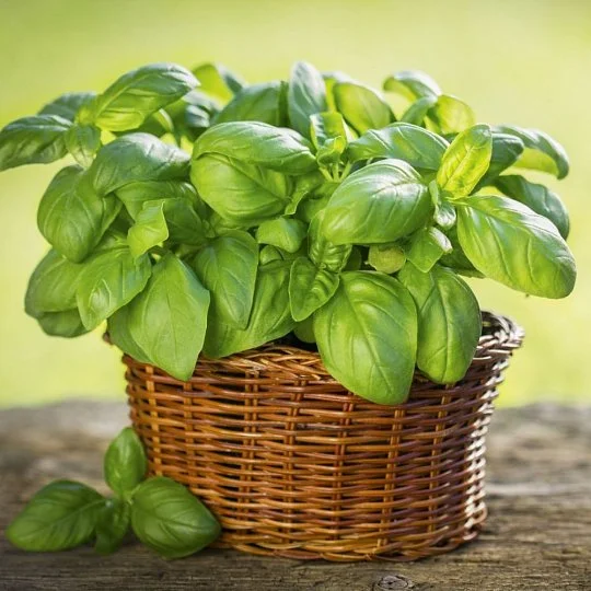 Базилік Гекофюр зелений 0,5 г, Hem Zaden - Фото 2