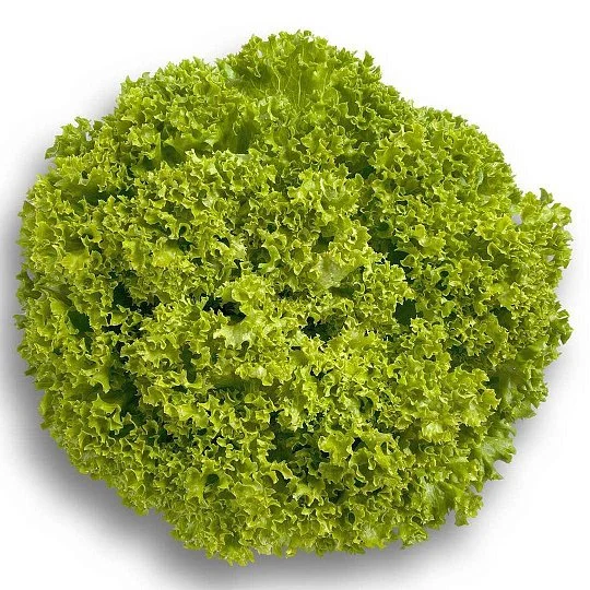 Салат Левістро 15 дражованого насіння лолла біонда, Rijk Zvaan - Фото 3