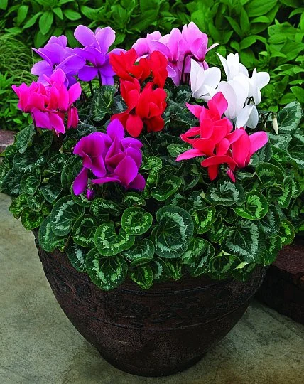 Цикламен персидский Райньер F1 100 семян, Syngenta Flowers