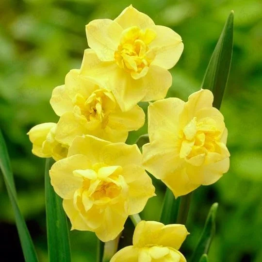 Нарцис Yellow Cherfulness 2 шт багатоквітковий De Ree (10446)