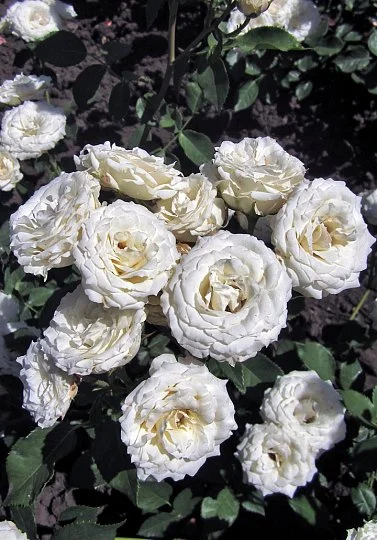 Белая бордюрная Роза