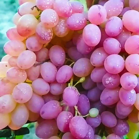 Саженцы винограда Мечта кишмиш