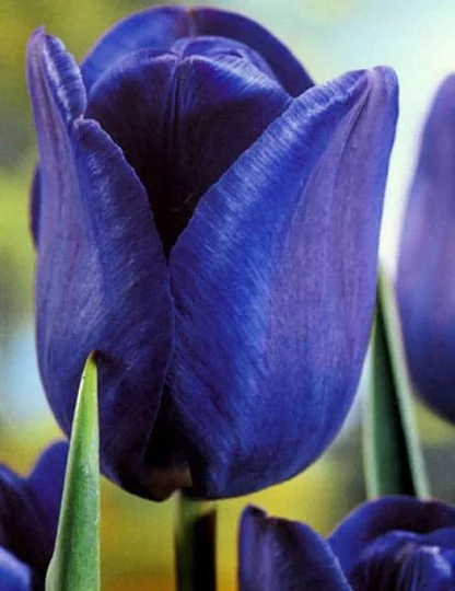 Тюльпан Blue Aimable 3 шт триумф, De Ree (10266)