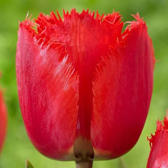 Тюльпан бахромчатый Red Wing