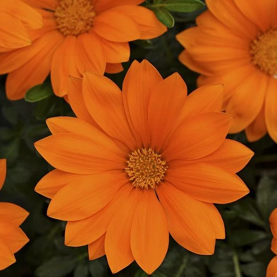 Газания Нью Дей F1 оранжевая 100 семян жестколистная, Pan American flowers