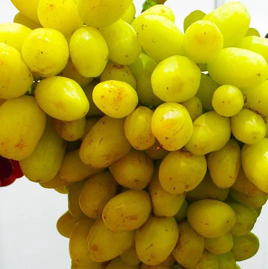 Саджанці винограду Бананас мускат