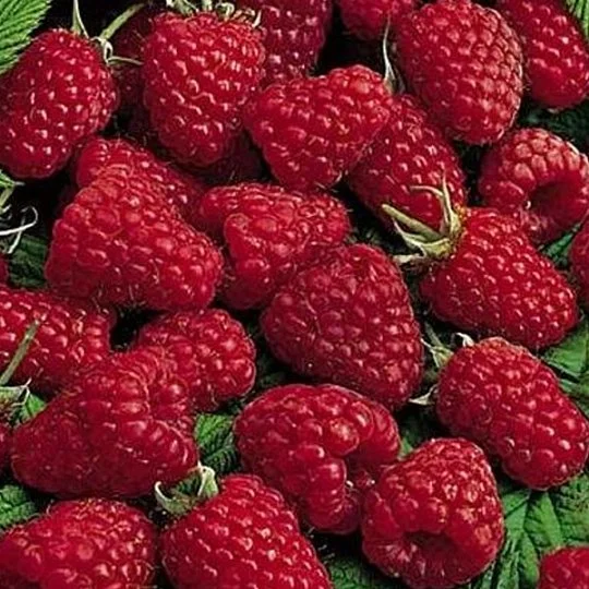 Малина Молінг Проміс червона середньора - Фото 2