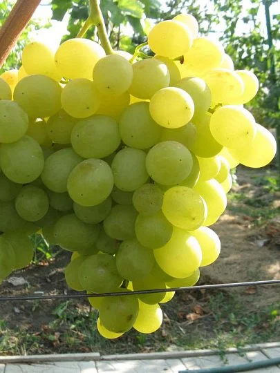 Саженцы винограда Сашенька, Институт Таирово