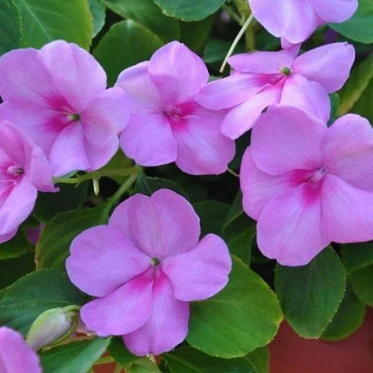 Бальзамин Имара F1 100 семян фиолетовый, Syngenta Flowers