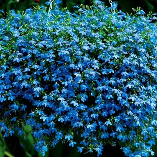 Лобелия каскадная Регатта 200 дражированных семян голубая, Pan American flowers