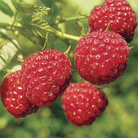 Малина Глен Емпл червона середньостигла - Фото 2