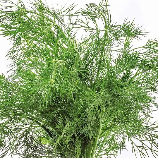 Кроп Супердукат на вагу, Агролінія