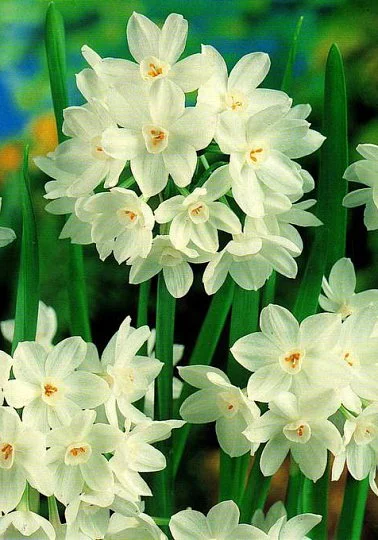 Нарцисс мультицветковый Paperwhite (10629)