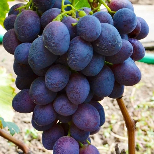 Саженцы винограда Фурор