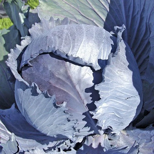 Капуста Гарансі F1 20 насіння червонокачанна пізня, Clause - Фото 2