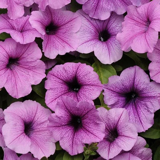 Петуния ампельная Изи Вейв F1 50 семян сливовая с прожилками, Pan American flowers