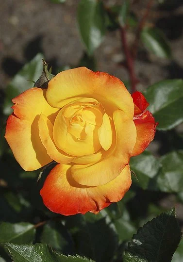 Роза Нью Стар флорибунда