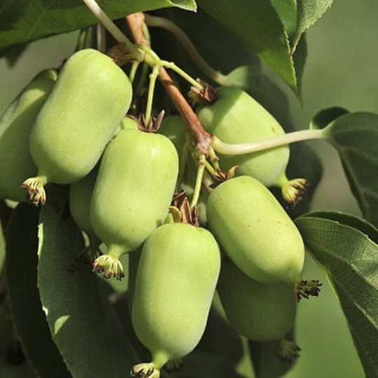 Актинідія Оригінальна (жіночий сорт) - Фото 2