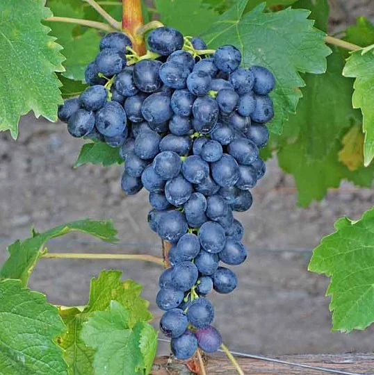 Саженцы винограда Юпитер кишмиш