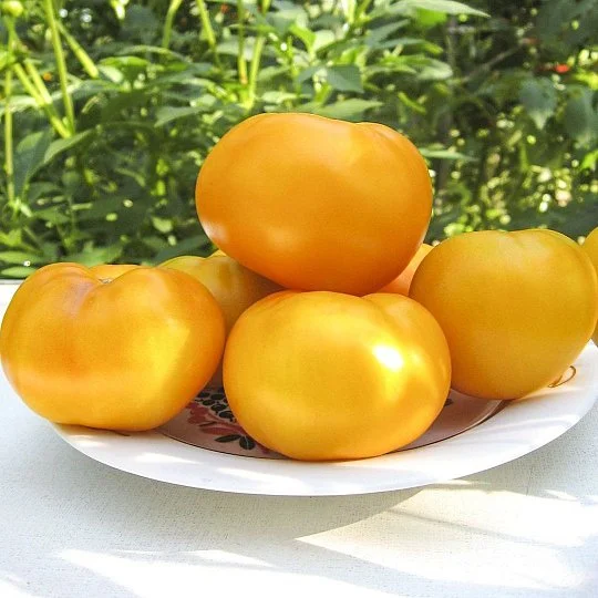 Томат Ямамото F1 8 насіння великоплідний високорослий ранній, Kitano Seeds - Фото 3