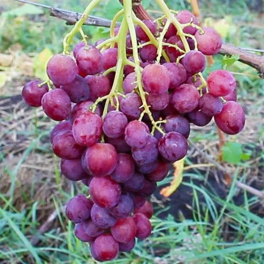 Саджанець винограду Наречена