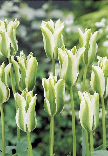 Тюльпан Spring Green 3 шт виридифлора, De Ree (10222) - Фото 2