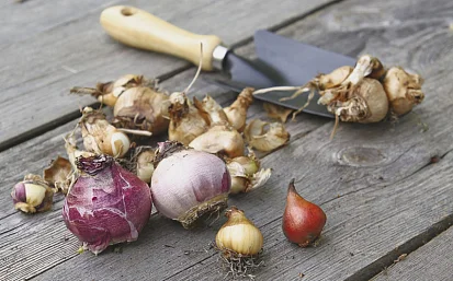 Как правильно хранить луковицы цветов зимой?