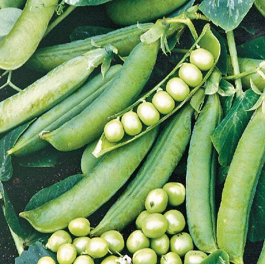 Преладо горох ультраранний, Syngenta