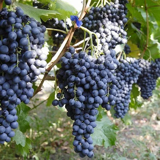 Саджанці винограду "Красеня"