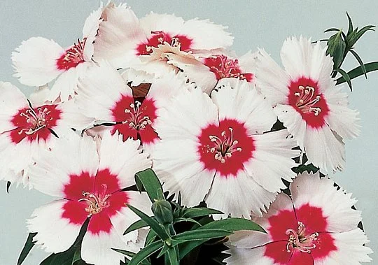 Гвоздика китайская Диана F1 100 семян белая с красным глазком, Hem Genetics