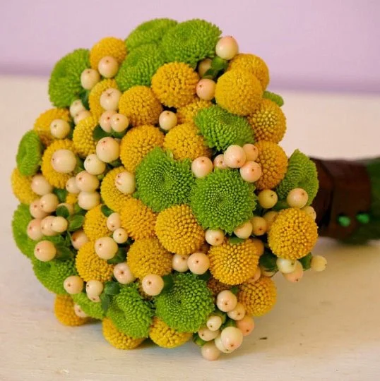 Краспедия шаровидная желтая 1000 семян, Hем Zaden - Фото 2