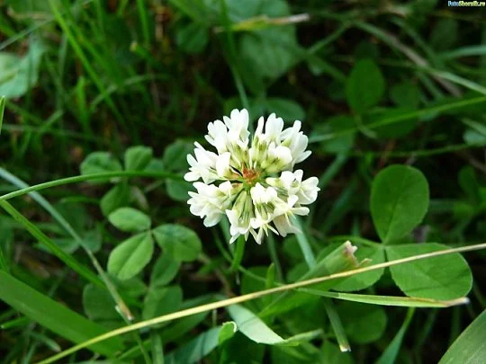 Конюшина Рівендел 1 кг декоративний білий, DLF Trifolium - Фото 4