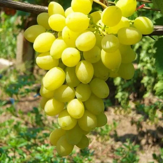 Саженцы винограда Аксинья мускат