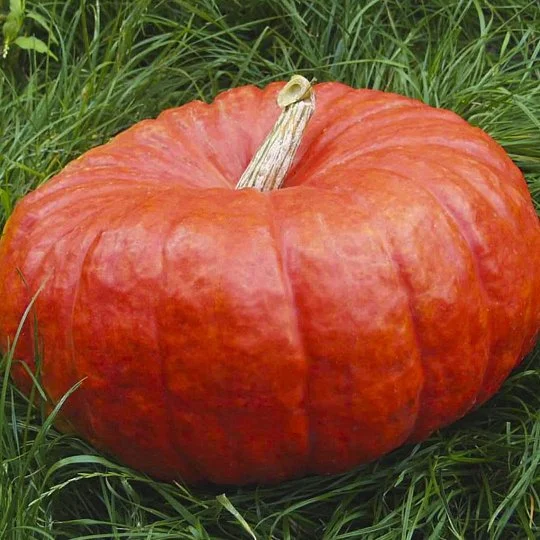 Руж Віф де Тамп гарбуз 200 г великоплідний середньостиглий, ТМ Вітас - Фото 3