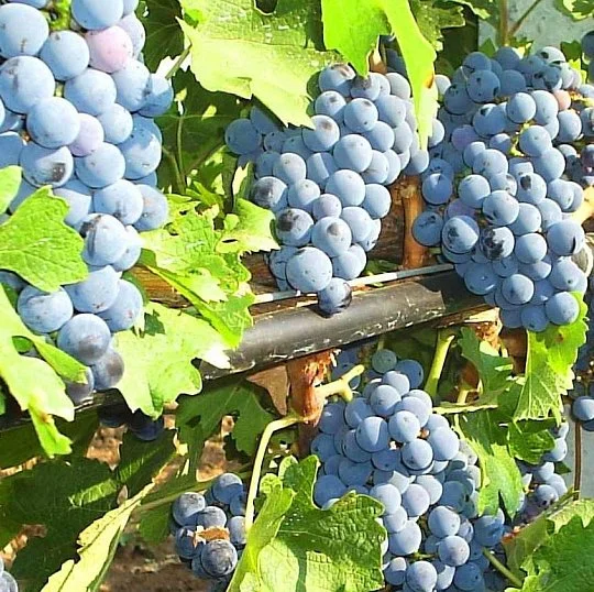 Саженцы винограда Одесский Черный - Фото 2