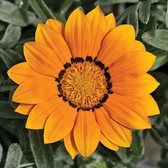 Газания жестколистная Фрости Кисс F1 100 семян бело-оранжевая, Syngenta Flowers