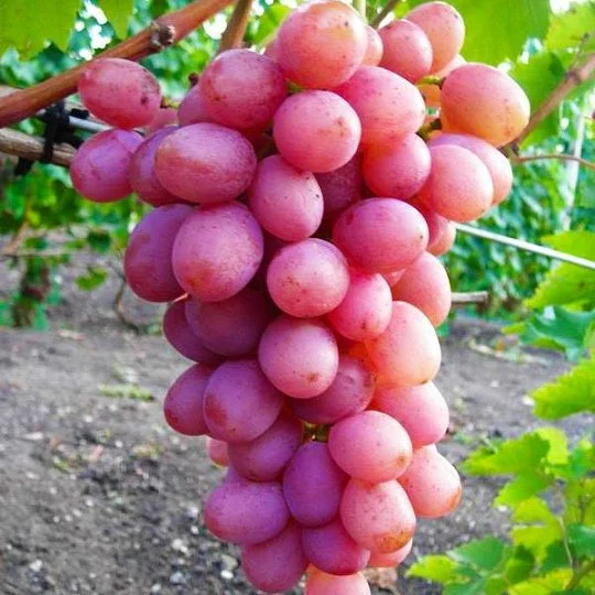 Саженцы винограда Гурман