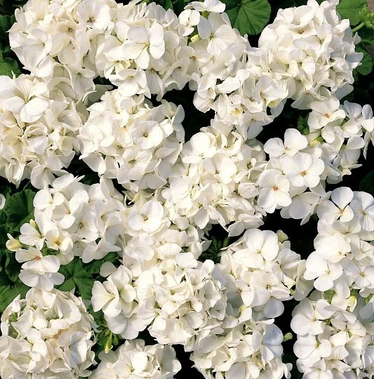 Пеларгонія Мультиблум F1 біла 100 насінин, Syngenta Flowers