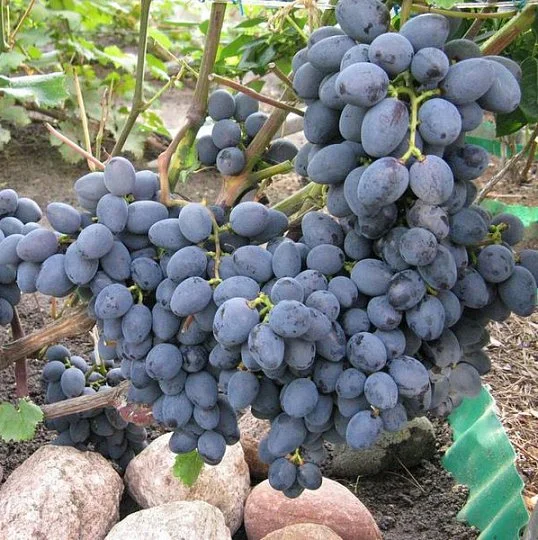Саженцы винограда Гала