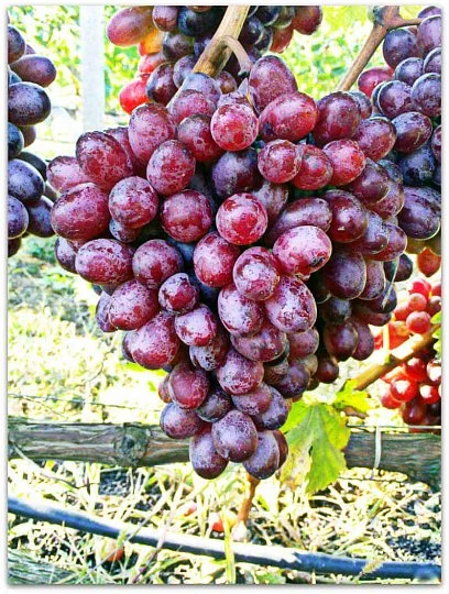 Саженцы винограда Шоколадный, Институт Таирово