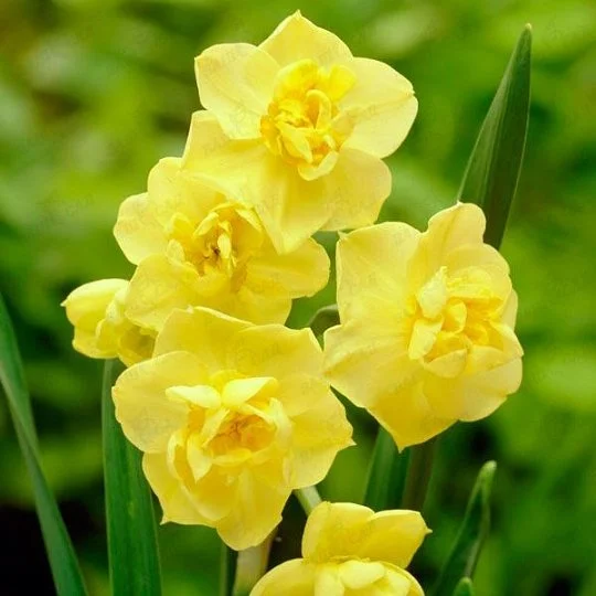 Нарцисс Yellow Cherfulness 2 шт многоцветковый De Ree (10446)
