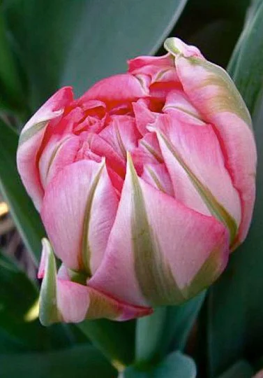 Тюльпан махровый Justina (10314) - Фото 2