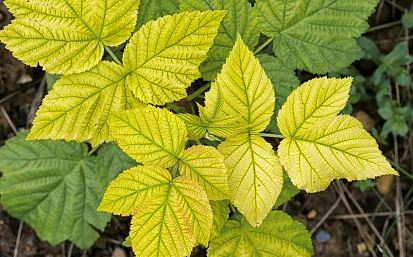 Азотная недостаточность у растений: признаки и профилактика заболевания.