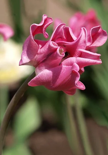 Тюльпан Picture 3 шт волнистый, De Ree (10310) - Фото 3