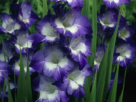 Гладіолус Nori великоквітковий (10118), De Ree - Фото 2