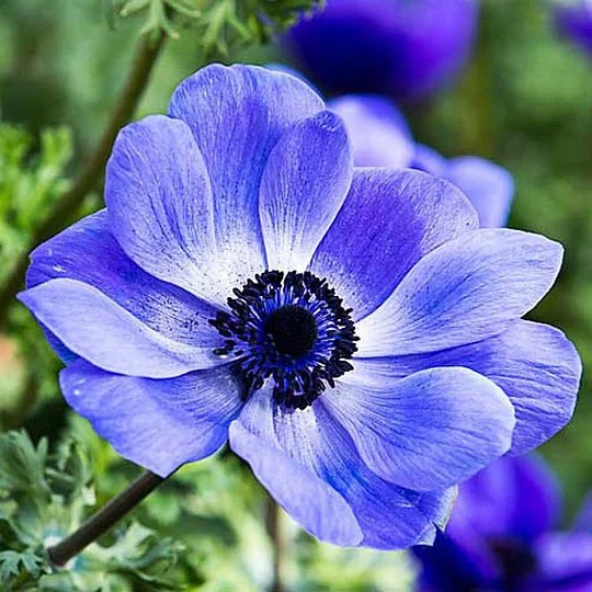 Анемона Blue Shades 5 шт  De Ree - Фото 2